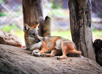 The golden jackal sleep dog and lying on the rock / Black backed jackal wildlife