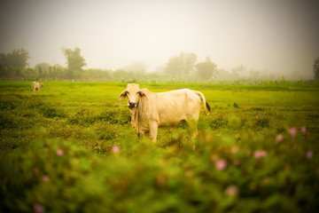 Asia cow grazing on green field / white cow eating on agriculture farm on countryside