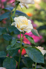 Beautiful white rose bush growing in the garden.