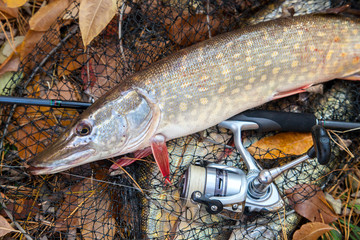 Freshwater pike fish. Freshwater pike fish lies on landing net with fishery catch in it and fishing...