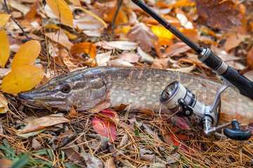 Freshwater pike fish. Freshwater pike fish and fishing rod with reel on yellow leaves at autumn...