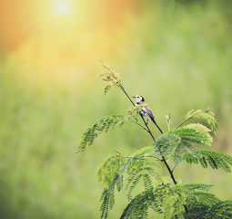 Oriental magpie robin bird on branch white popinac tree on nature green background in summer time