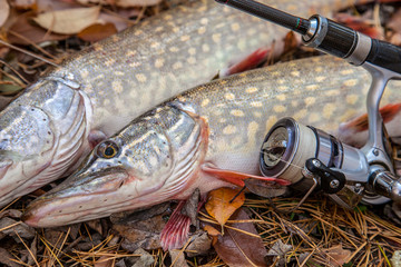 Freshwater pike fish. Two freshwater pikes fish and fishing rod with reel on yellow leaves at...