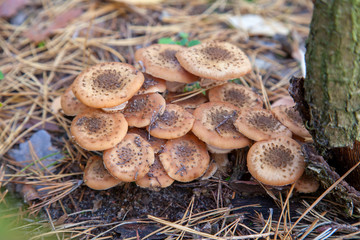 Large group of edible mushrooms from the Armillaria mellea growing on a wood stump in autumn forest..