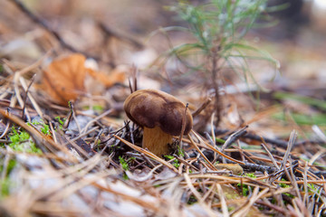 Wild edible bay bolete known as imleria badia or boletus badius mushroom growing in pine tree forest..