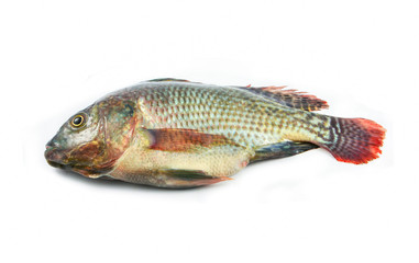 fresh raw tilapia fish freshwater isolated on white background