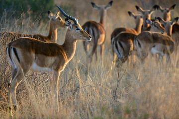 Impala (Aepyceros melampus). North West Province. South Africa