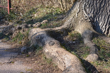 Obraz premium Baumwurzel