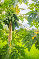 Organic raw green papaya abundantly on the tree. Young green papaya fruits plentifully on treetop. Plantation and productivity concept.
