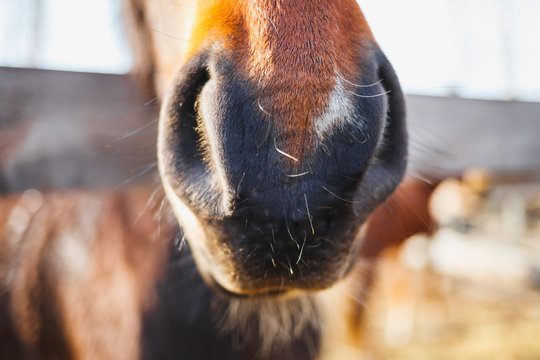 Closeup of a red horse's nostrils on a farm