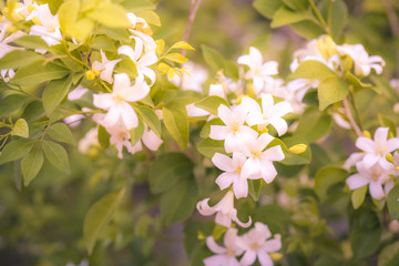 Obraz na płótnie Canvas Orange Jasmine, Closeup white orange jasmine flower with green leaves blooming in the garden.