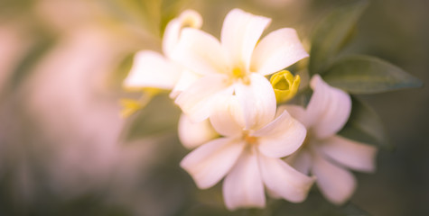 Fototapeta na wymiar Orange Jasmine, Closeup white orange jasmine flower with green leaves blooming in the garden.