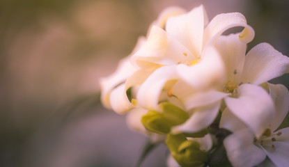 Obraz na płótnie Canvas Orange Jasmine, Closeup white orange jasmine flower with green leaves blooming in the garden.