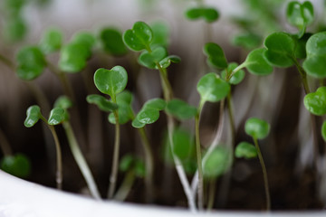 Macro shot of a arugula sprouts grown at home in soil