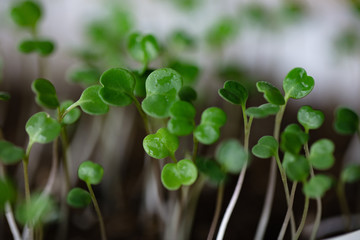 Macro shot of a arugula sprouts grown at home in soil
