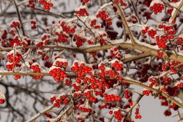 Crataegus, commonly called hawthorn, quickthorn, thornapple, May-tree,  whitethorn, or hawberry. The berries are matured and become food for birds in winter. Winter landscape with snow. Frozen forest.