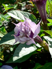 Fleur de datura violet en gros plan