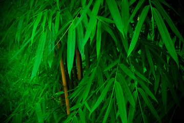 Green Bamboo trees background. Fresh green color