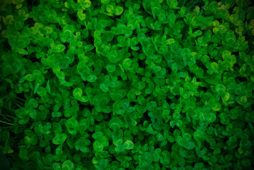 background green shamrock, fresh color, shamrock plant