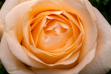 Close up of the orange rose flower