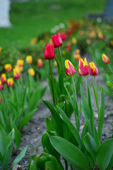 spring - tulips in the city