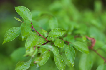 Green foliage with water drops after rain.
