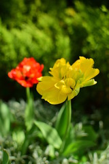 spring - tulips in the garden