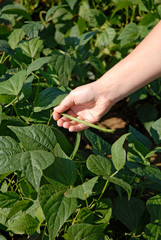 Récolte de haricot au jardin dans une main