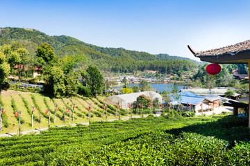 Beautiful scenery Chinese village among tea field, Mae Hong Son in Thailand