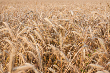 Ears of ripe wheat.
