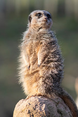 Meerkat on lookout at west midlands safari park