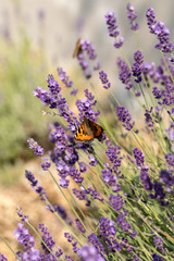 Colorful Butterfly on the blooming lavender flowers
