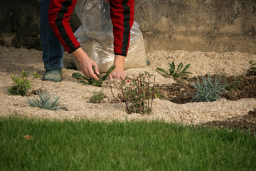 Paillage au jardin avec paillis de lin