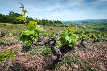 Fototapeta na wymiar Cep de vigne dans le beaujolais