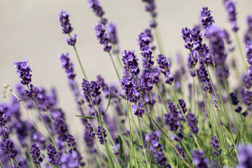  the blooming lavender flowers in Provence, near Sault, France