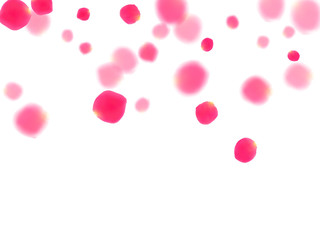 Pink rose petals falling vector valentine background.
