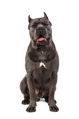 Cane Corso dog on white background