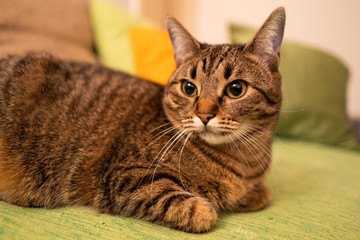 Beautiful domestic cat at home.