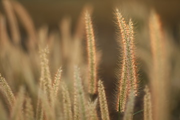 Fototapeta premium Poaceae Grass Flowers Field,Green grass in nature Landscape of winter meadow of Thailand,oaceae Grass pink Flowers Field,selection focus only some point in image