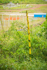 Yellow bamboo shoots sprouting from tree. Bamboos or Bambusa are evergreen perennial flowering plants in the subfamily Bambusoideae of grass family Poaceae used for building material.