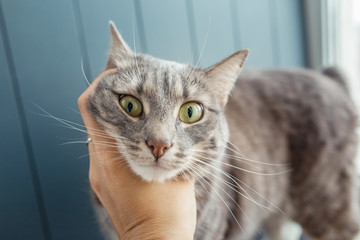 Happy gray cat being stroked by woman's hand