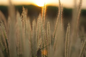 grass in the wind