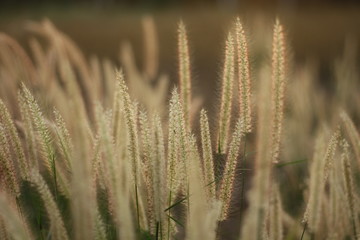 Poaceae Grass Flowers Field,Green grass in nature Landscape of winter meadow of Thailand,oaceae Grass pink Flowers Field,selection focus only some point in image