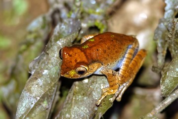 Boophis madagascariensis