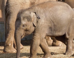 Fototapeta premium Слон