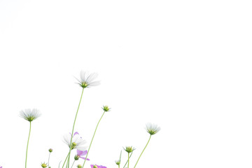 white and purple cosmos flower blooming in the field nature on white background