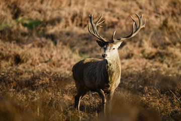 Beautiful red deer stag Cervus Elaphus with majestic antelrs in Autumn Fall froest landscape