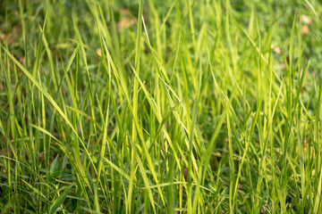 green grass background