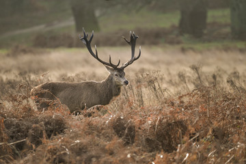 Beautiful red deer stag Cervus Elaphus with majestic antelrs in Autumn Fall froest landscape