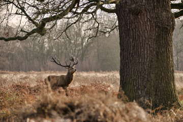 Beautiful red deer stag Cervus Elaphus with majestic antelrs in Autumn Fall froest landscape